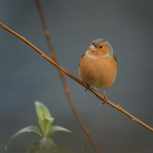 Redwell   26 1 2017 (122 Of 156).jpg